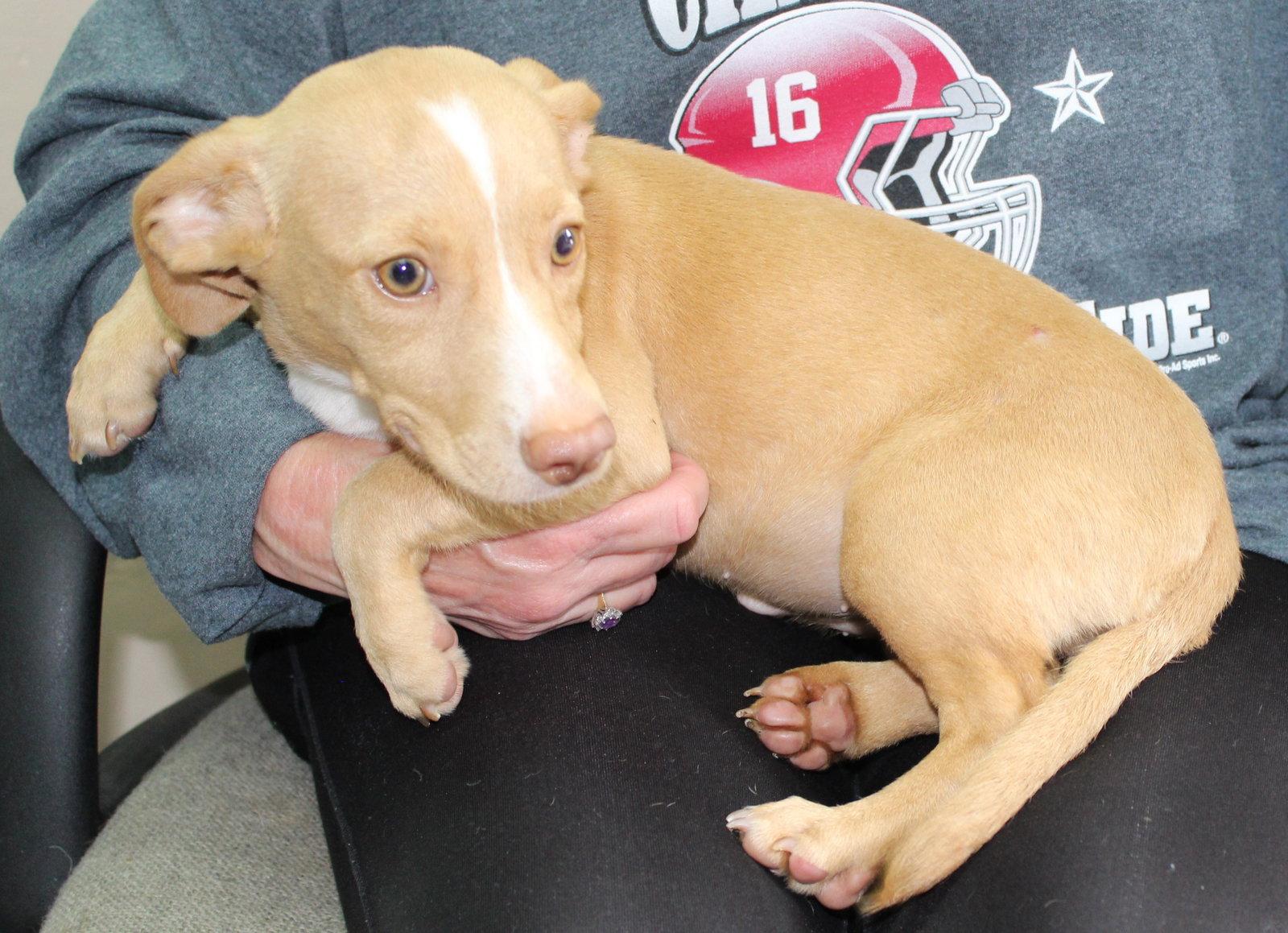 Anna 43785, a Adoptable Dachshund in Prattville, AL image 3/3