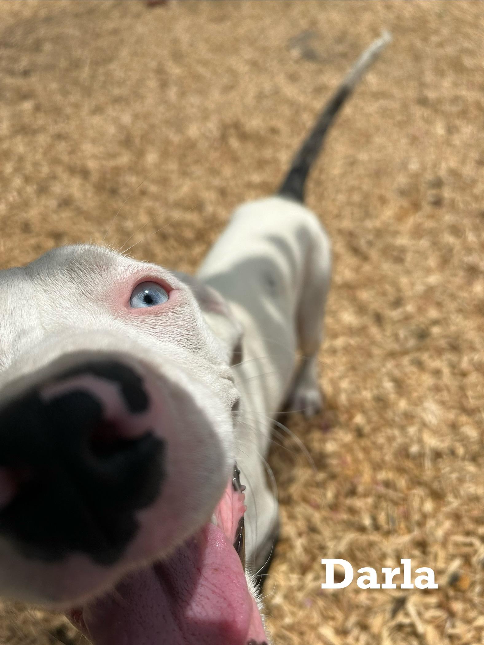 Darla