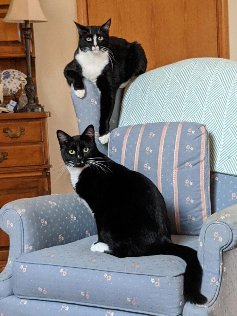 Enlarge Banjo, a Adoptable Domestic Short Hair in Battle Ground, WA image 2/3