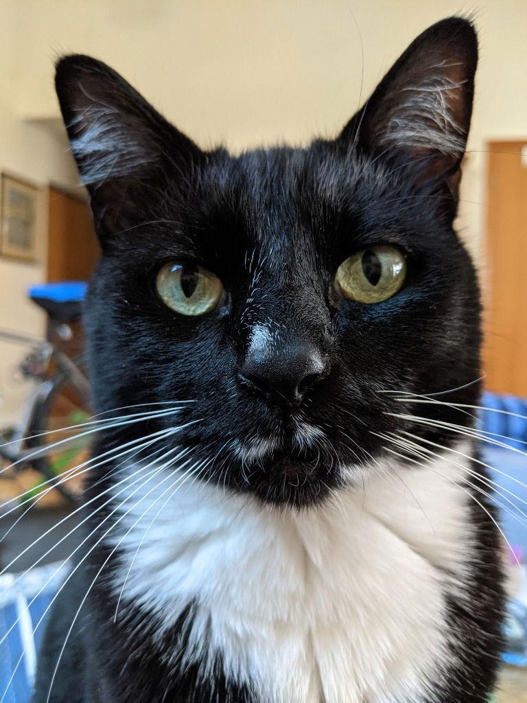 Enlarge Banjo, a Adoptable Domestic Short Hair in Battle Ground, WA image 2/3