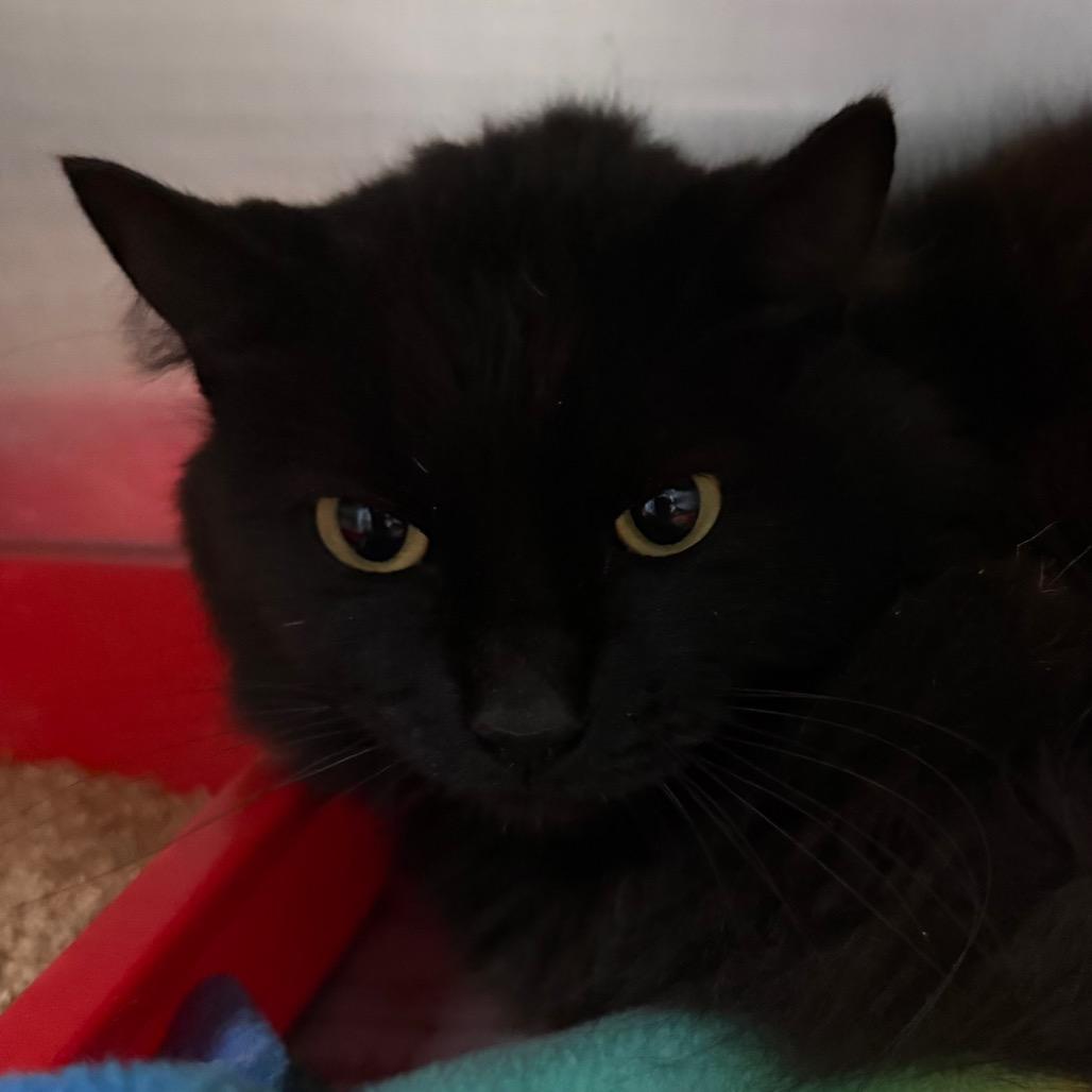 Louie, Adoptable, Adult Male Domestic Long Hair.