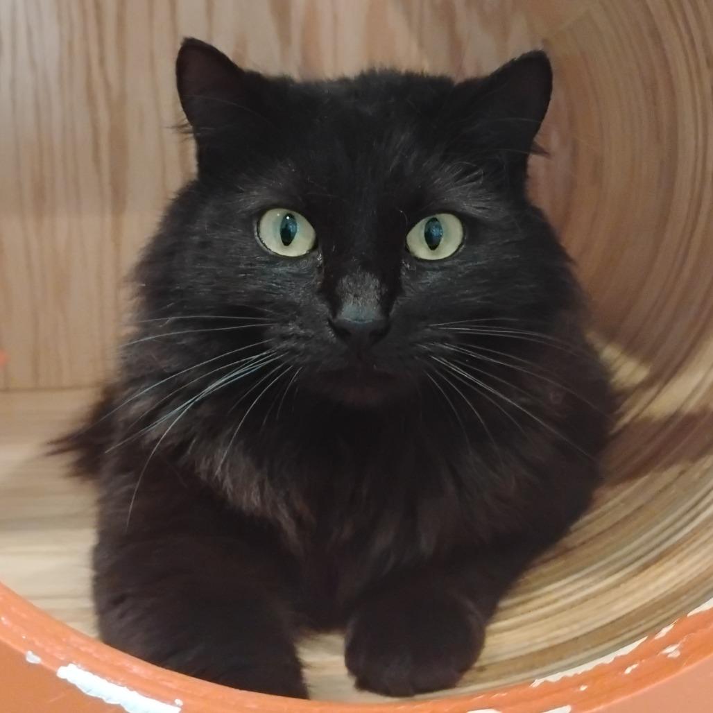 Enlarge Louie, a Adoptable Domestic Long Hair in Bentonville, AR image 2/2