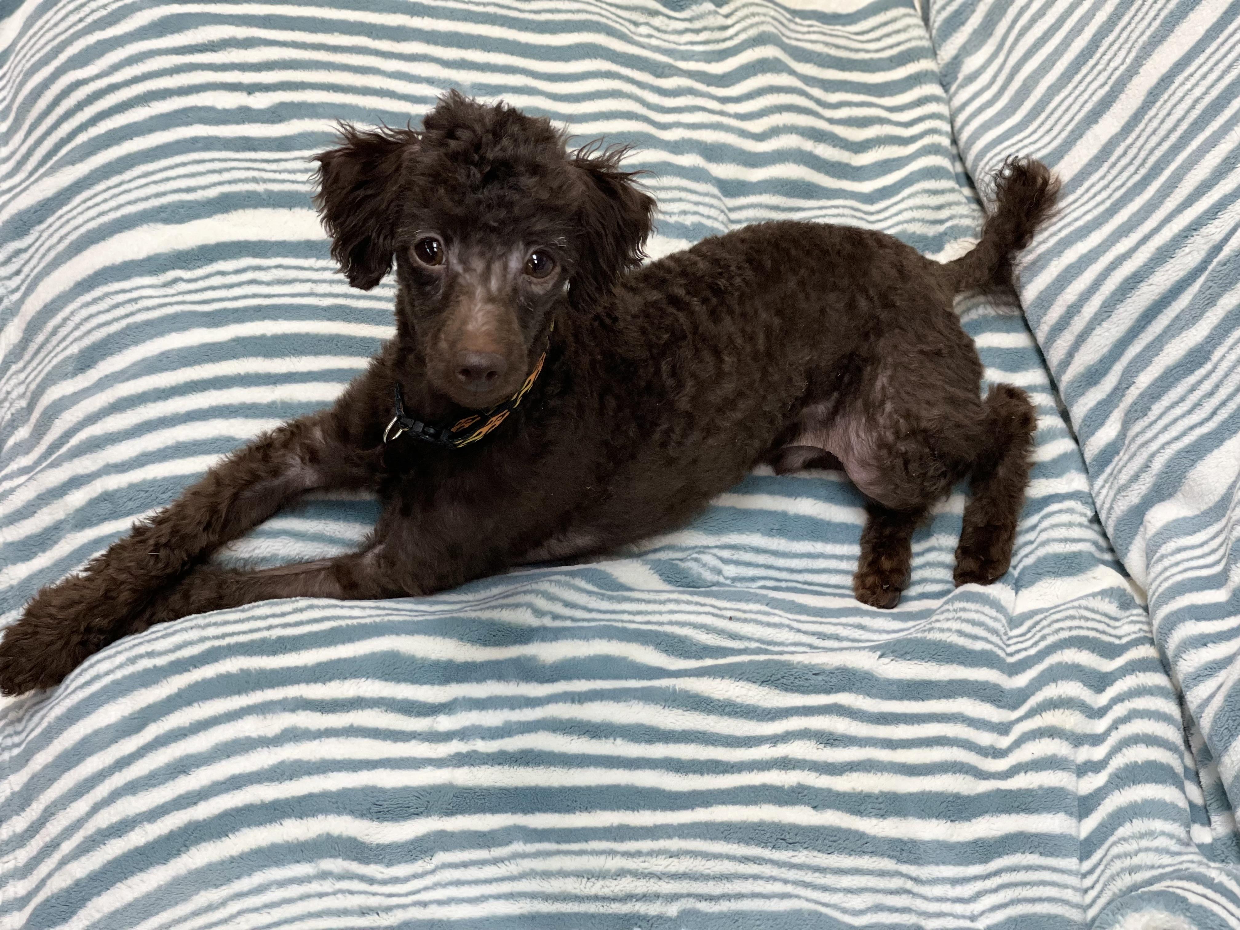Archer, an adoptable Miniature Poodle in Lake Odessa, MI_image-2