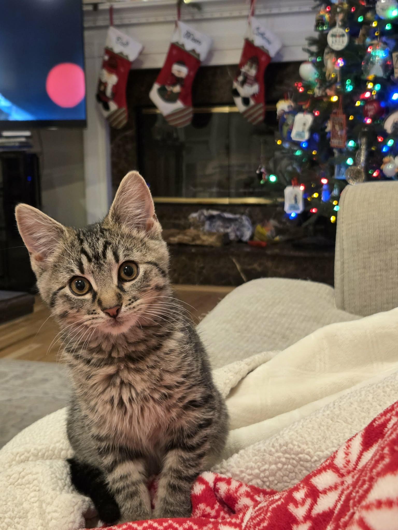 Lisa, Adoptable, Kitten Female Domestic Short Hair.