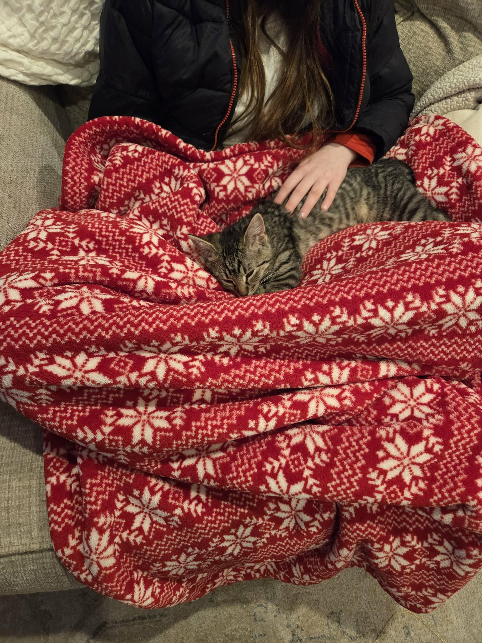 Enlarge Lisa, a Adoptable Domestic Short Hair in Wading River, NY image 6/6