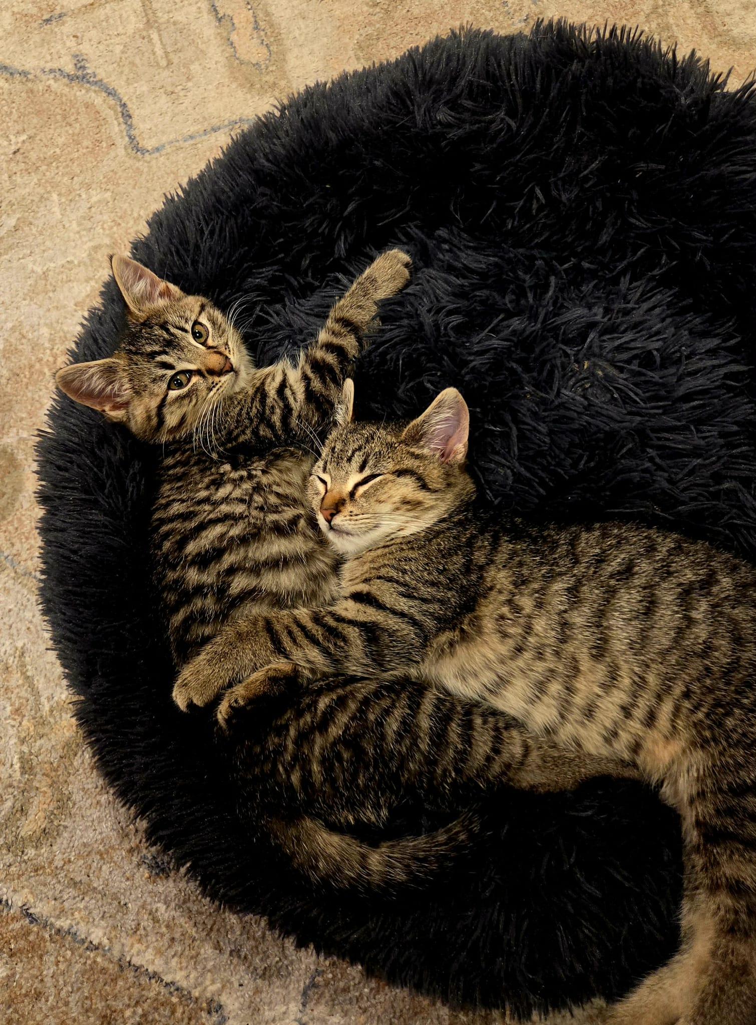 Enlarge Lisa, a Adoptable Domestic Short Hair in Wading River, NY image 4/6