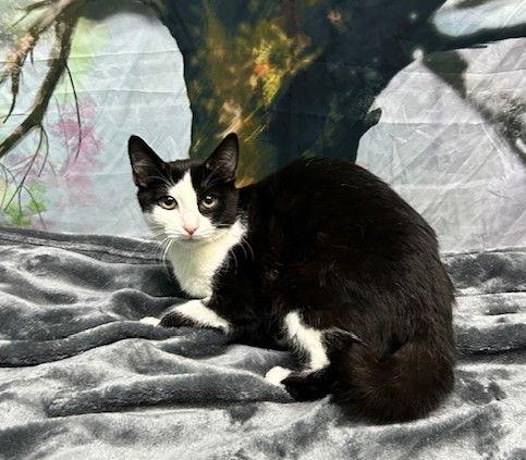 Enlarge 251521  Lannie, a Adoptable Domestic Short Hair in Wetumpka, AL image 1/1