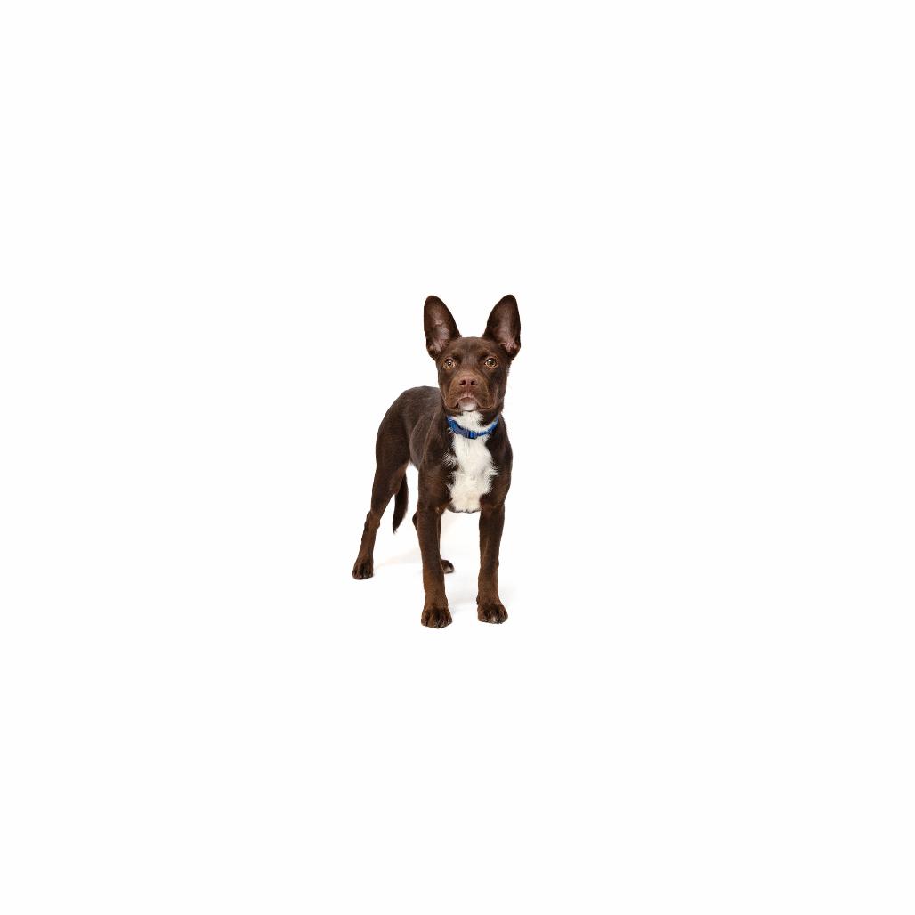 Coco, Adoptable, Young Female Mixed Breed.