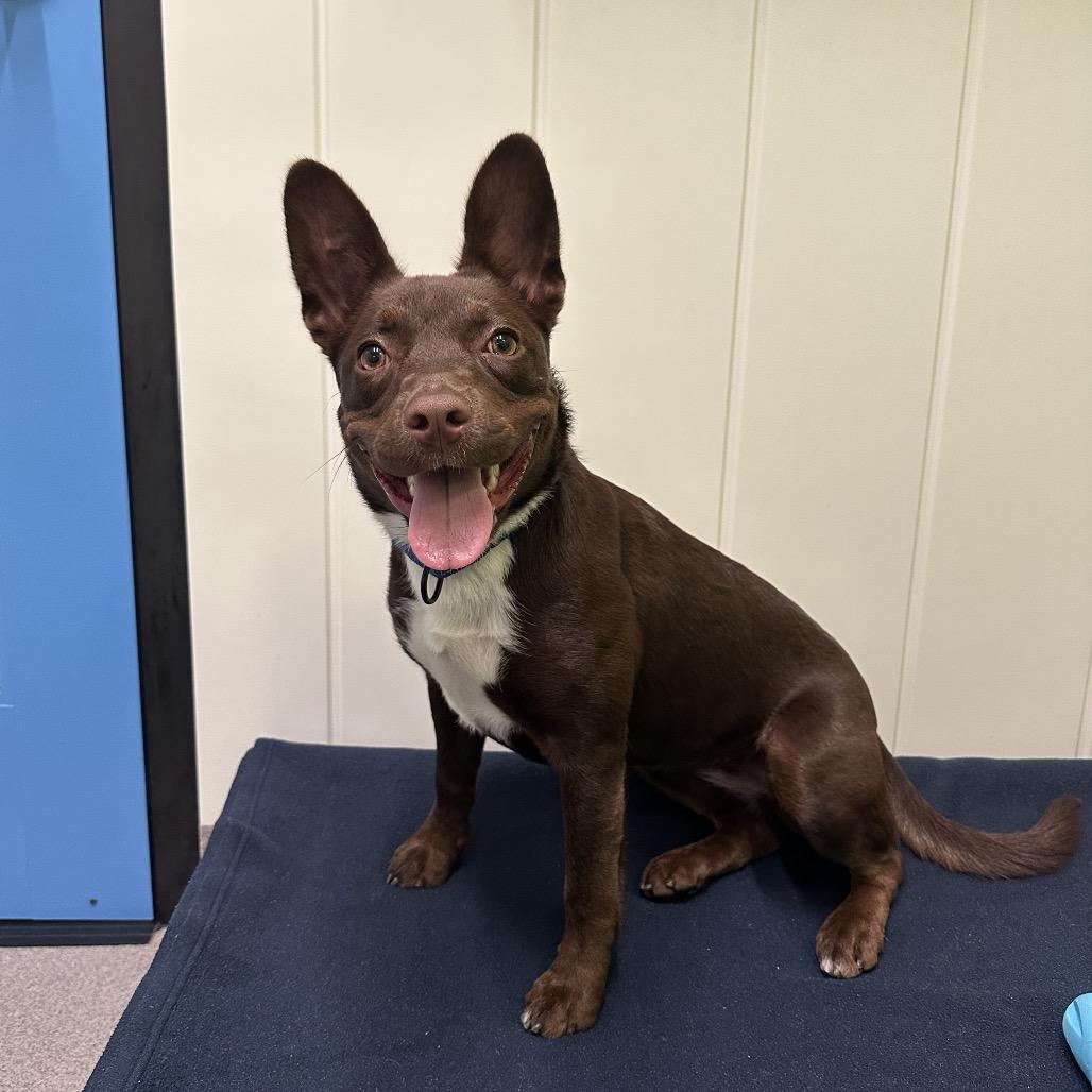 Coco, a Adoptable Mixed Breed in Playa Vista, CA image 4/4