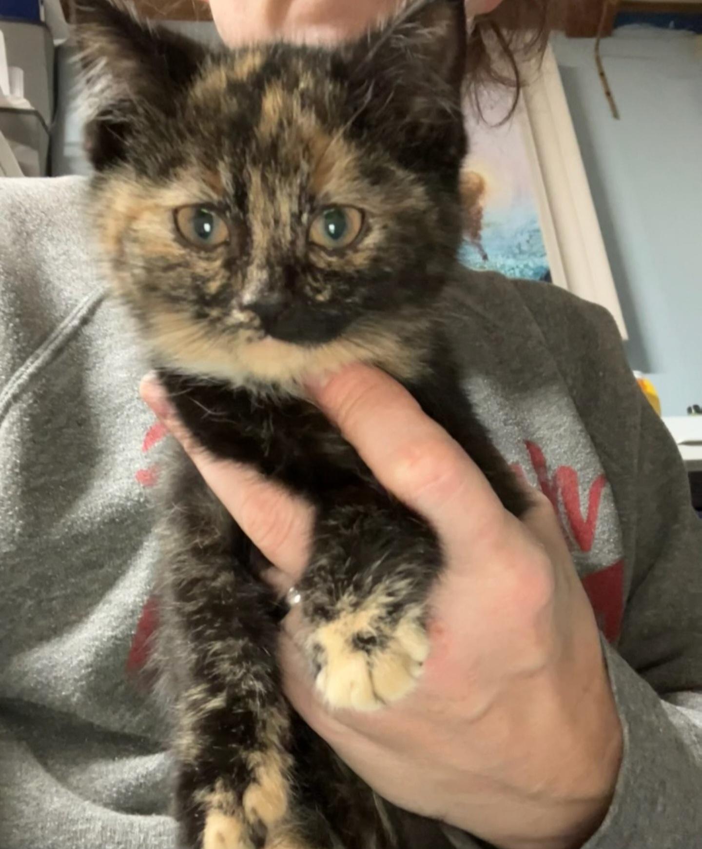 HOLLY, ADOPTABLE, Kitten Female Domestic Short Hair.