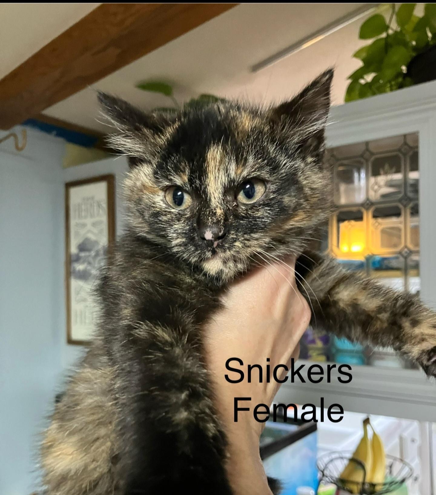 HOLLY, ADOPTABLE, Kitten Female Domestic Short Hair.