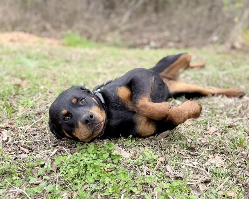 Enlarge SIMONE, a ADOPTABLE Rottweiler in Chapel Hill, NC image 4/6