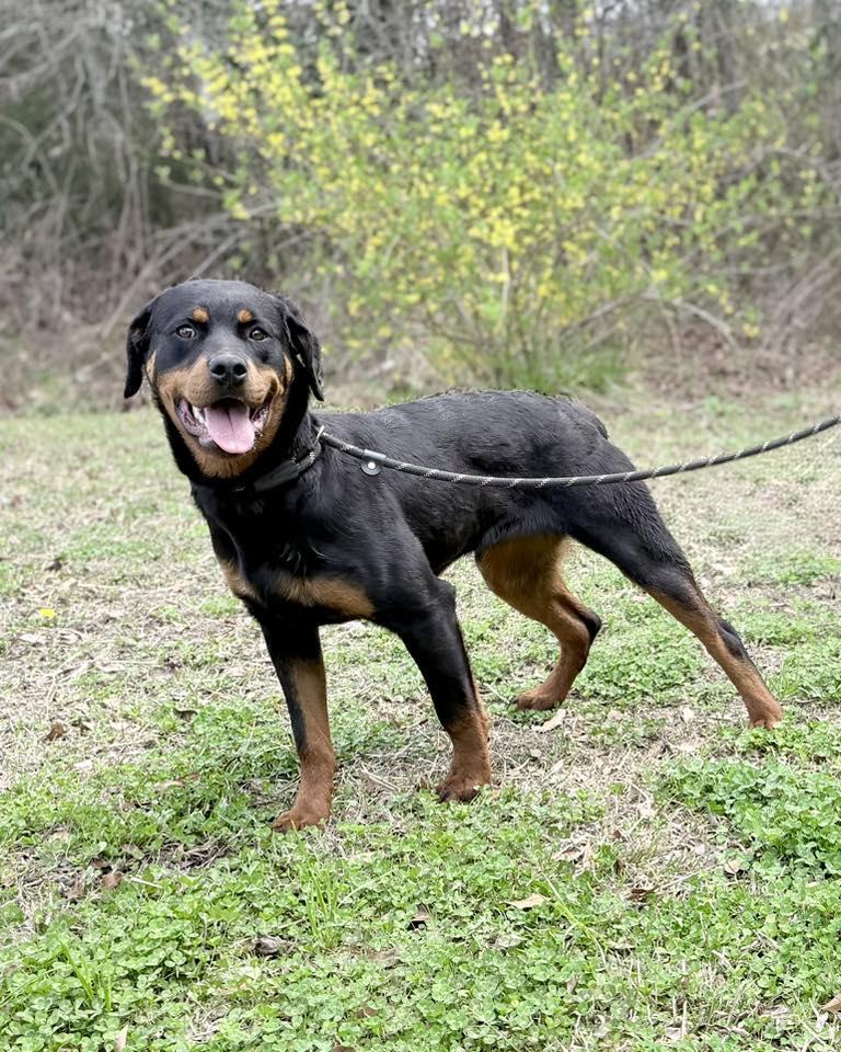 Enlarge SIMONE, a ADOPTABLE Rottweiler in Chapel Hill, NC image 2/6