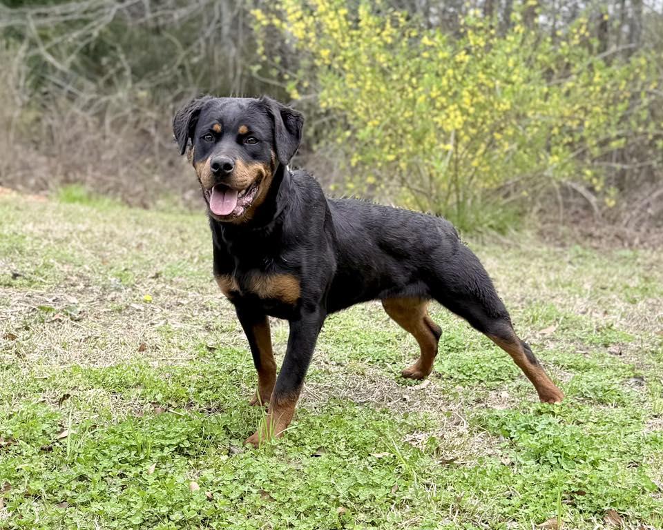 SIMONE, ADOPTABLE, Young Female Rottweiler.