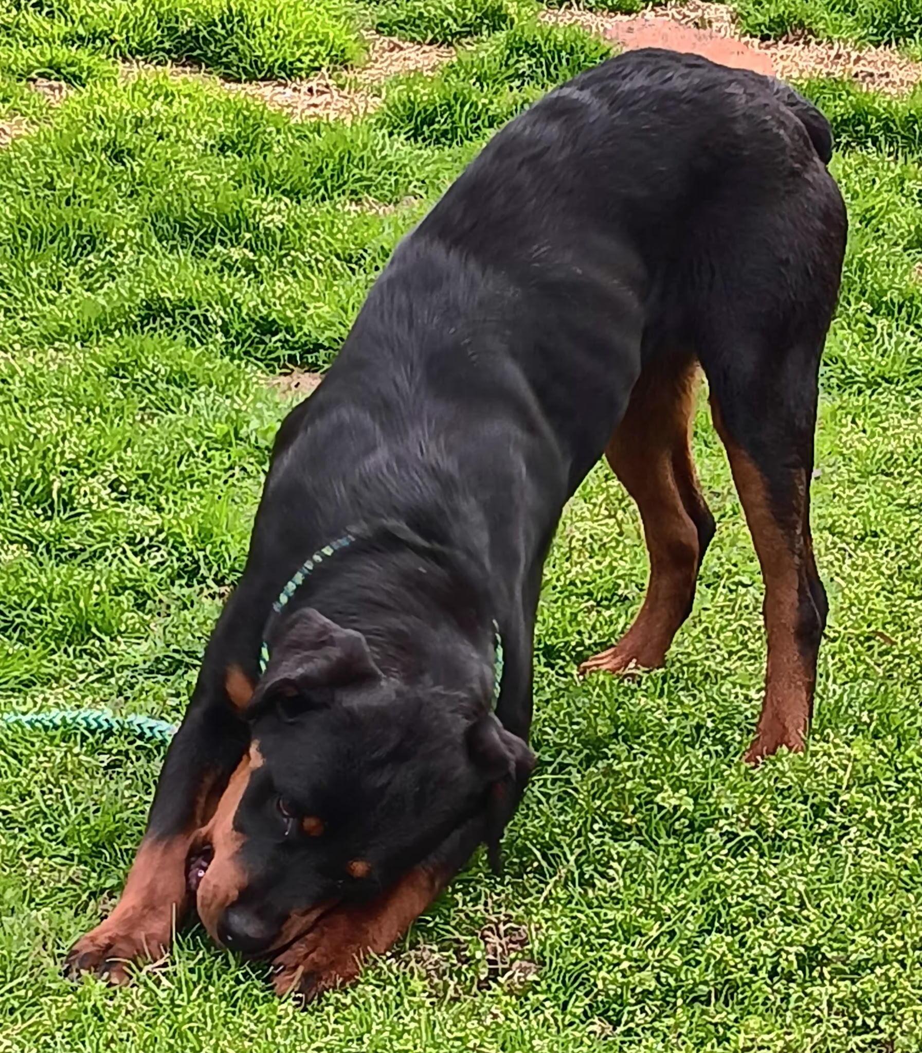 Enlarge SIMONE, a ADOPTABLE Rottweiler in Chapel Hill, NC image 6/6