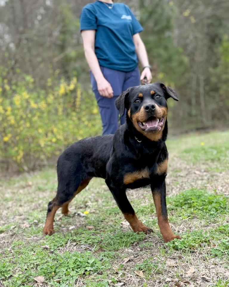 Enlarge SIMONE, a ADOPTABLE Rottweiler in Chapel Hill, NC image 5/6