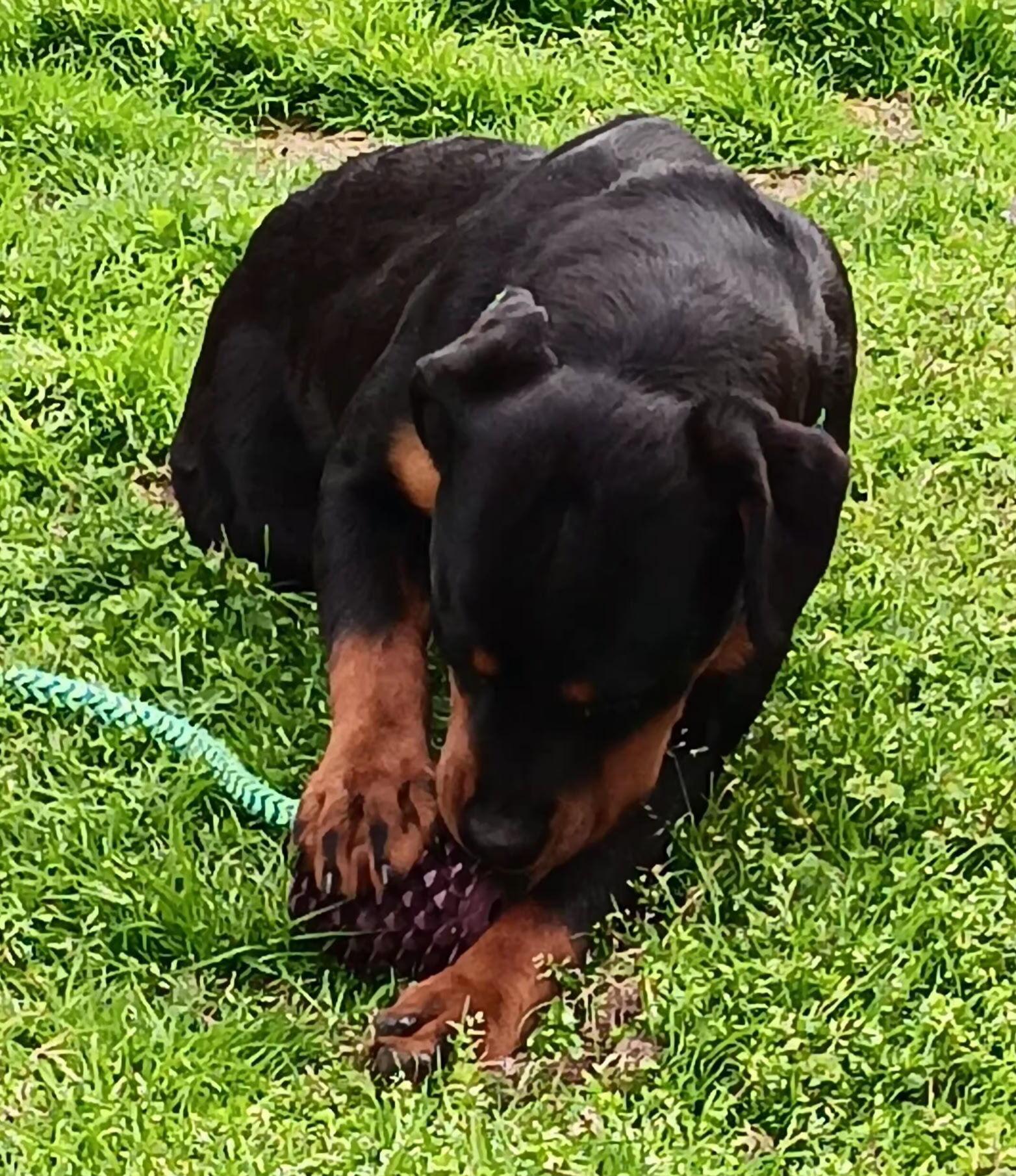 Enlarge SIMONE, a ADOPTABLE Rottweiler in Chapel Hill, NC image 3/6