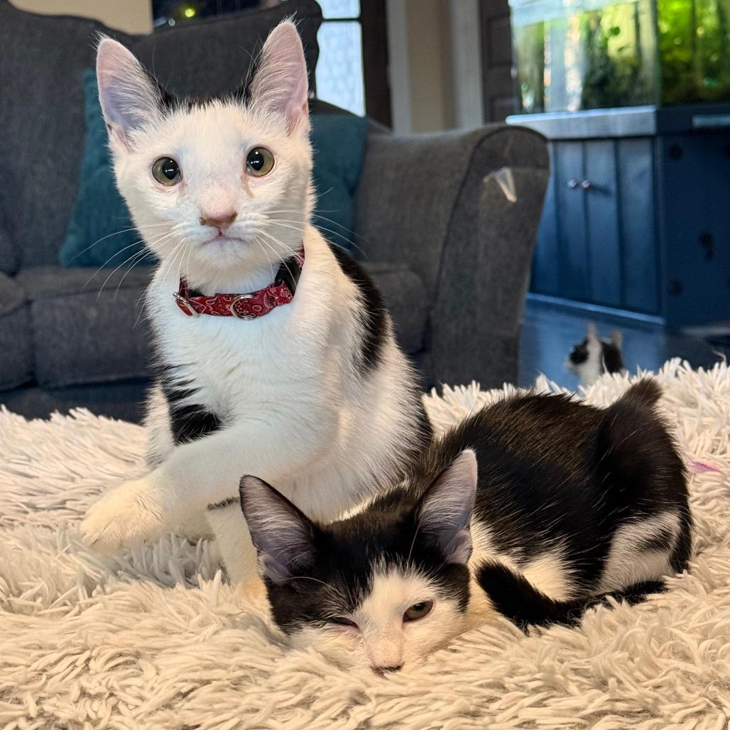 Panda, Adoptable, Young Female Domestic Short Hair.