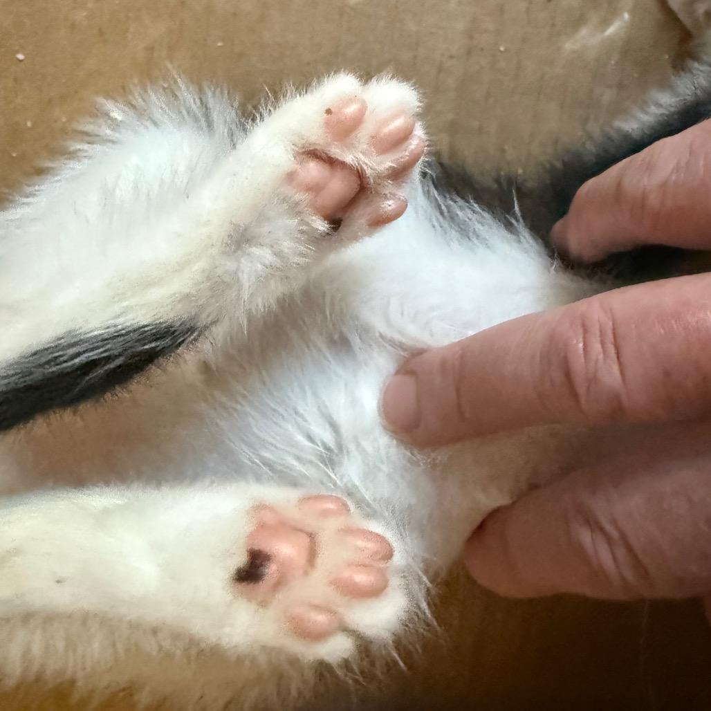 Enlarge Panda, a Adoptable Domestic Short Hair in Huntsville, AL image 2/6