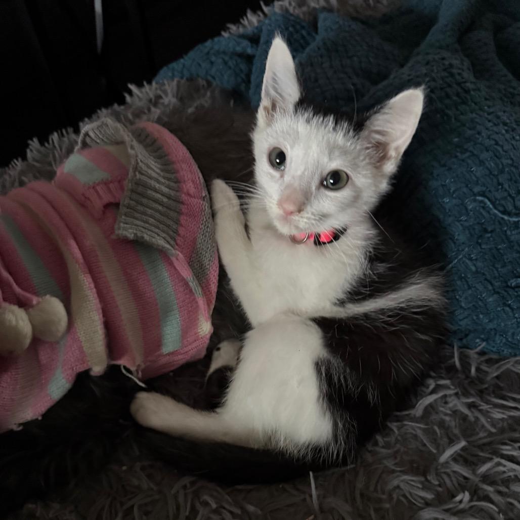Enlarge Panda, a Adoptable Domestic Short Hair in Huntsville, AL image 2/3