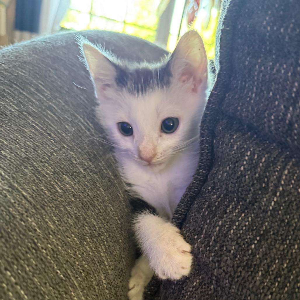 Enlarge Panda, a Adoptable Domestic Short Hair in Huntsville, AL image 4/6