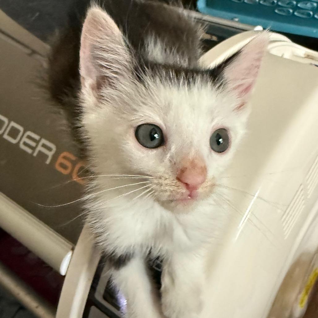 Enlarge Panda, a Adoptable Domestic Short Hair in Huntsville, AL image 5/6