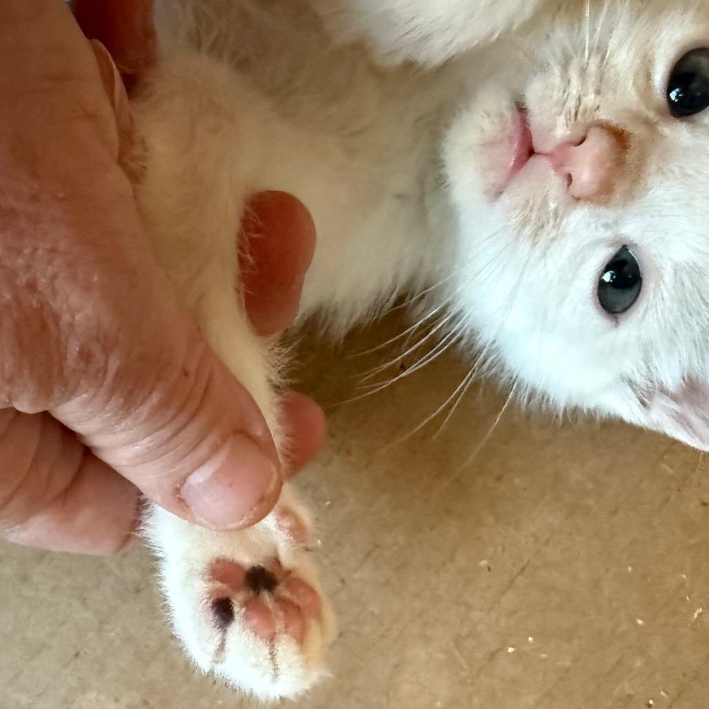 Enlarge Panda, a Adoptable Domestic Short Hair in Huntsville, AL image 6/6