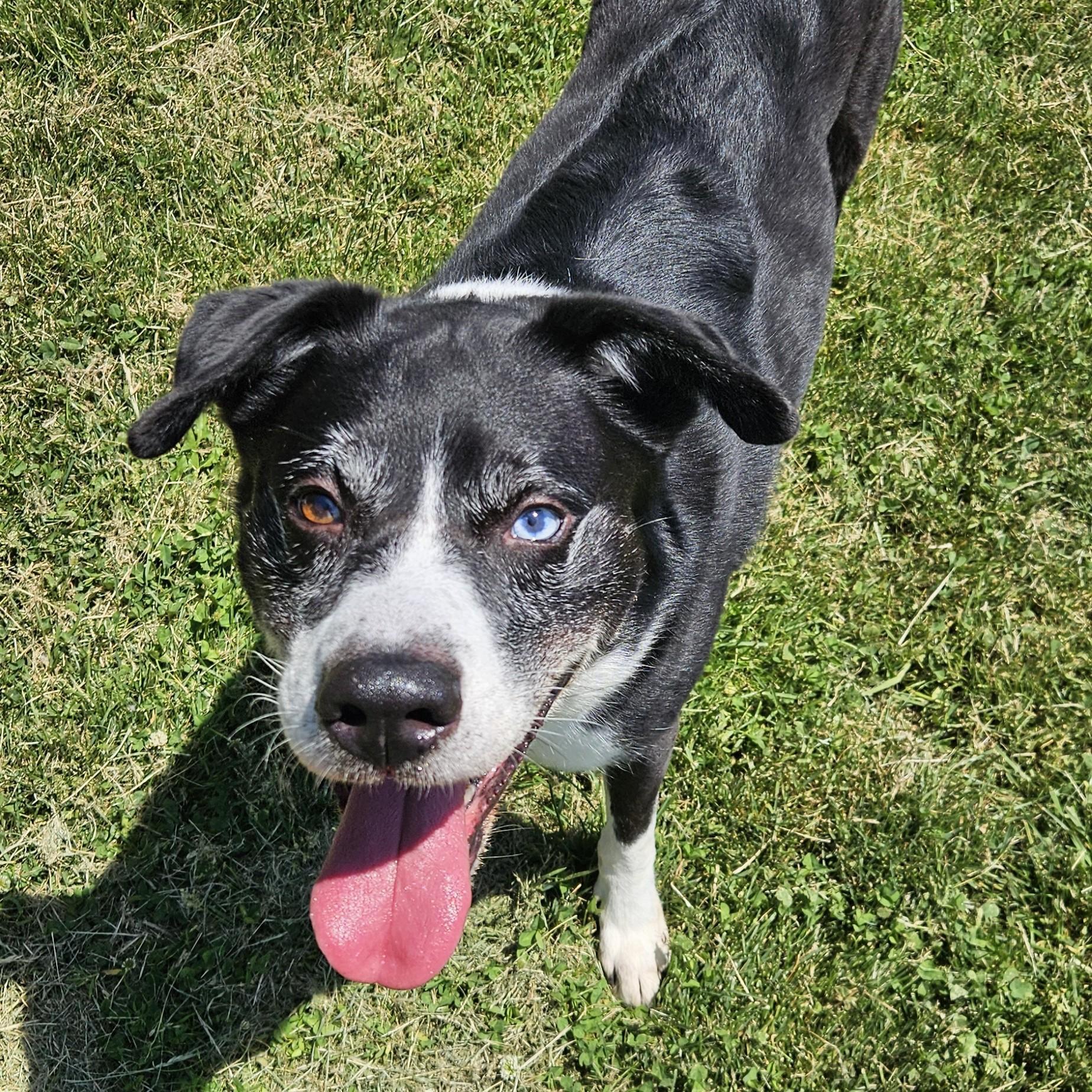 Toby, an adopted mixed breed in Benton Harbor, MI image 1/6