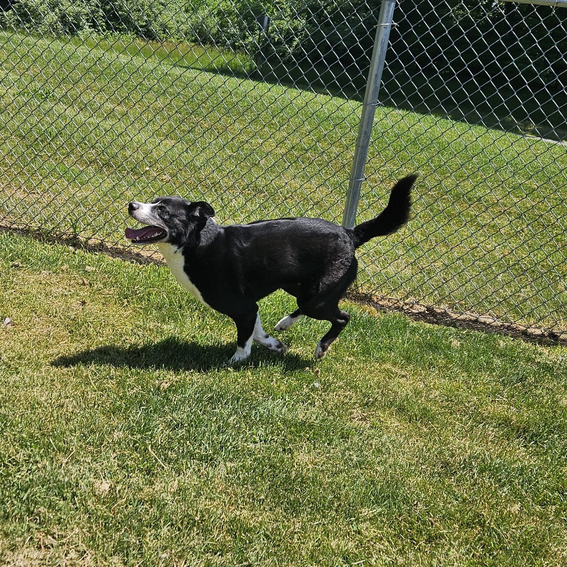 Toby, an adopted mixed breed in Benton Harbor, MI image 5/6