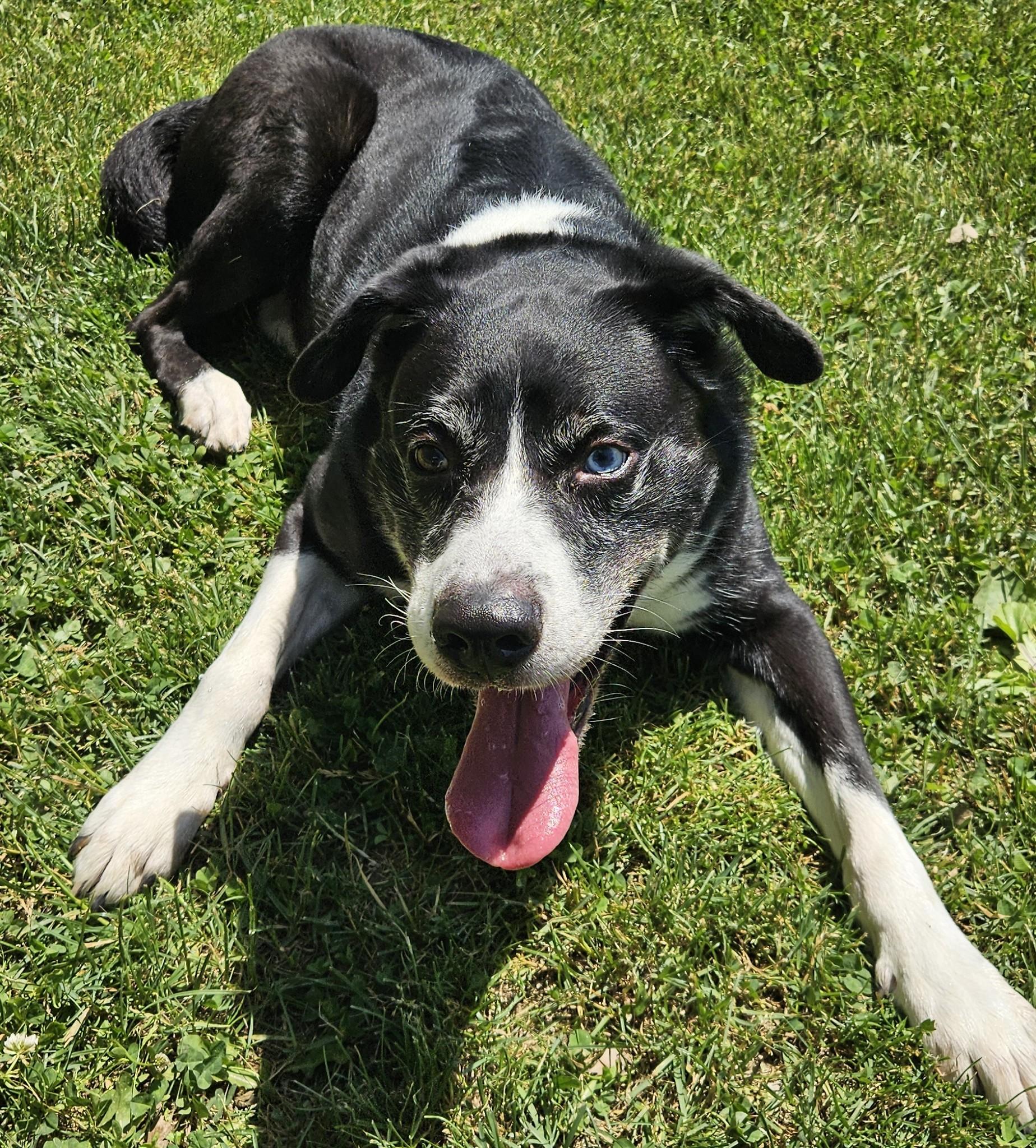 Toby, an adopted mixed breed in Benton Harbor, MI image 4/6