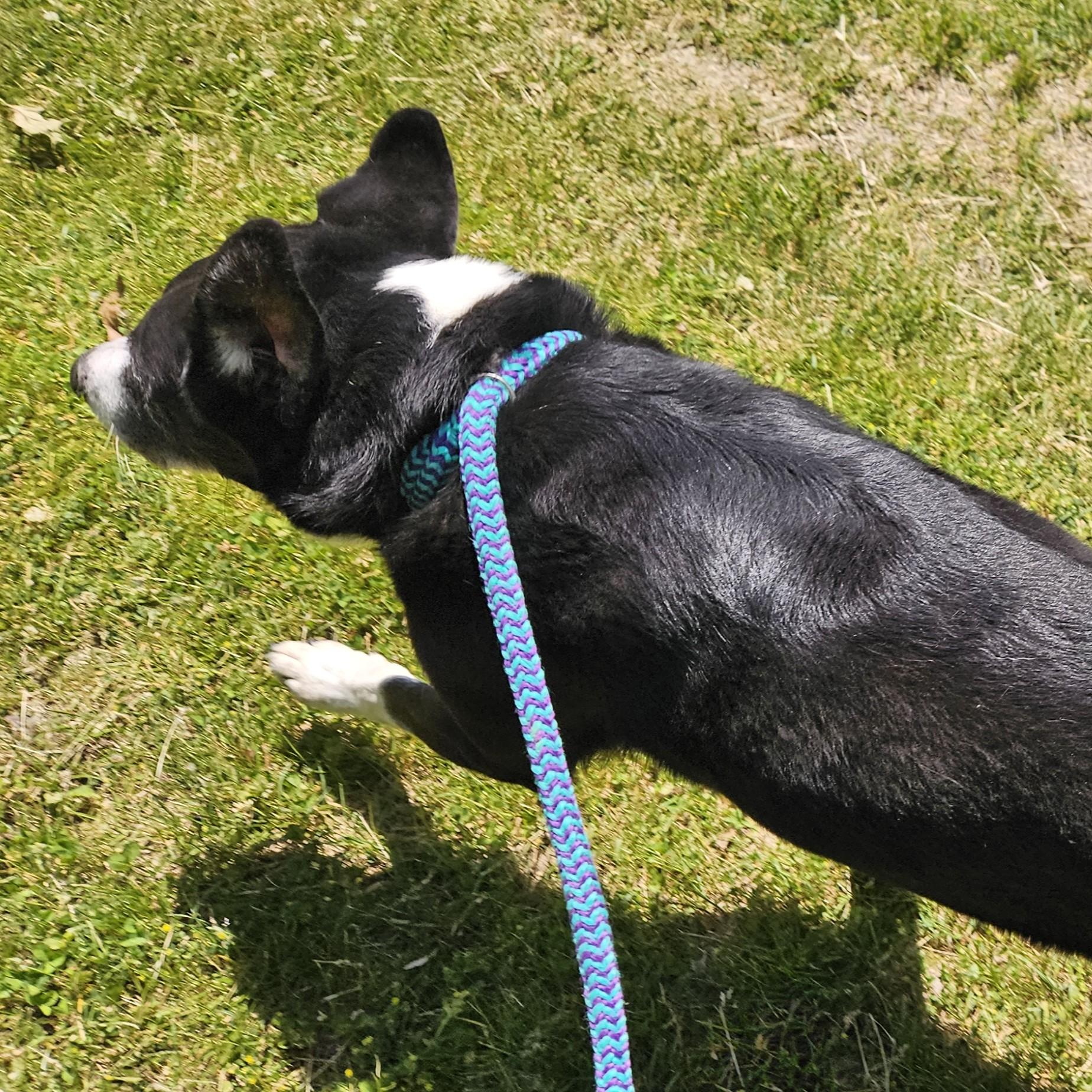 Toby, an adopted mixed breed in Benton Harbor, MI image 3/6