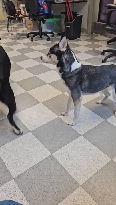 Enlarge Toby, an adopted mixed breed in Benton Harbor, MI video 2/6