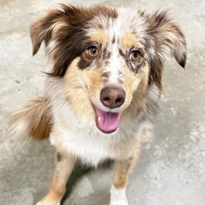 Nyla, Adopted, Adult Female Australian Shepherd.