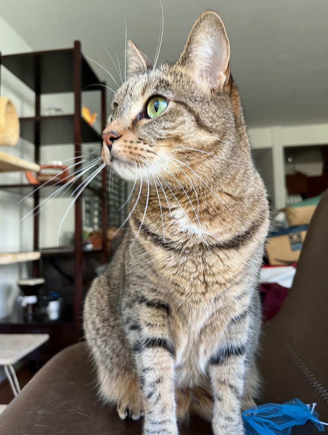 Enlarge Sage, a Adoptable mixed breed in Los Angeles, CA image 1/3