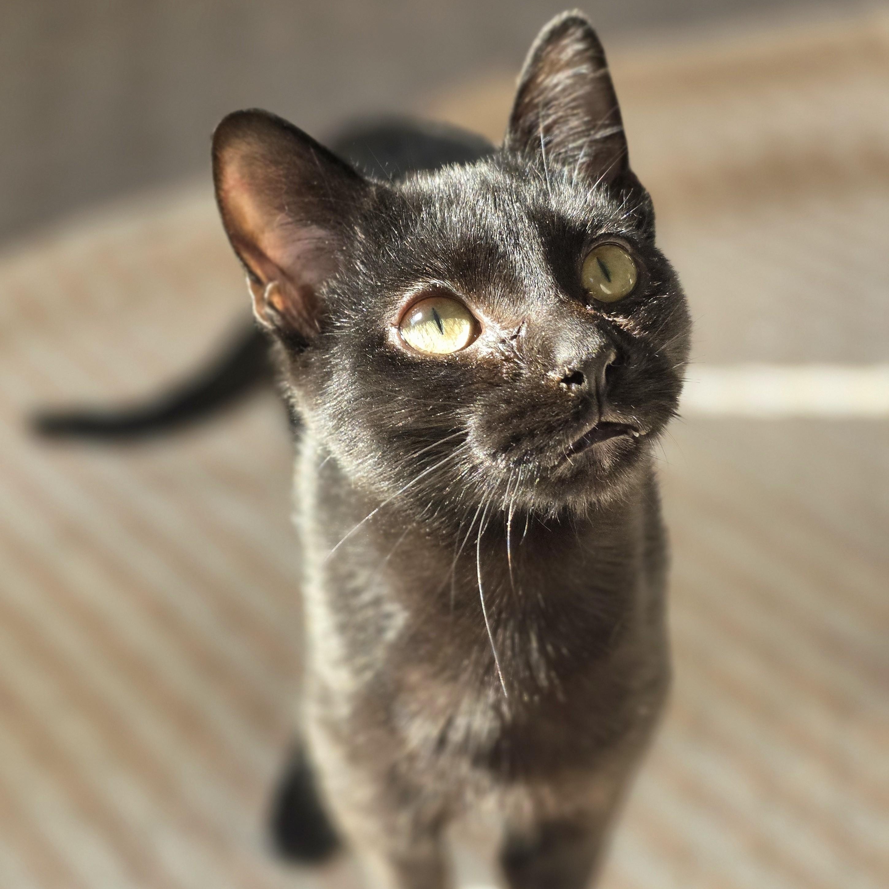 Enlarge McIntosh, a Adoptable Domestic Short Hair in Macomb Twp, MI image 3/5