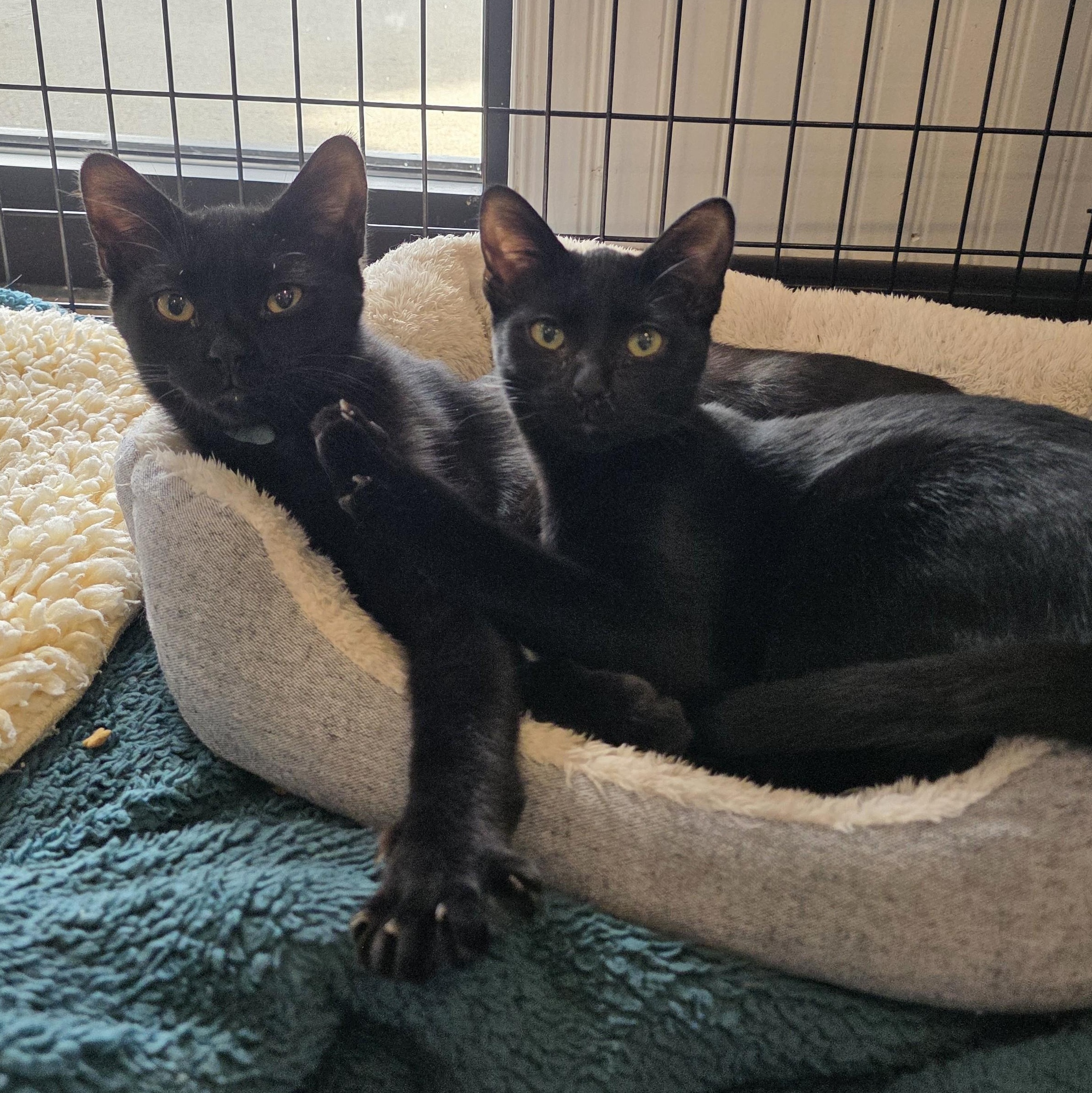 Enlarge McIntosh, a Adoptable Domestic Short Hair in Macomb Twp, MI image 5/5