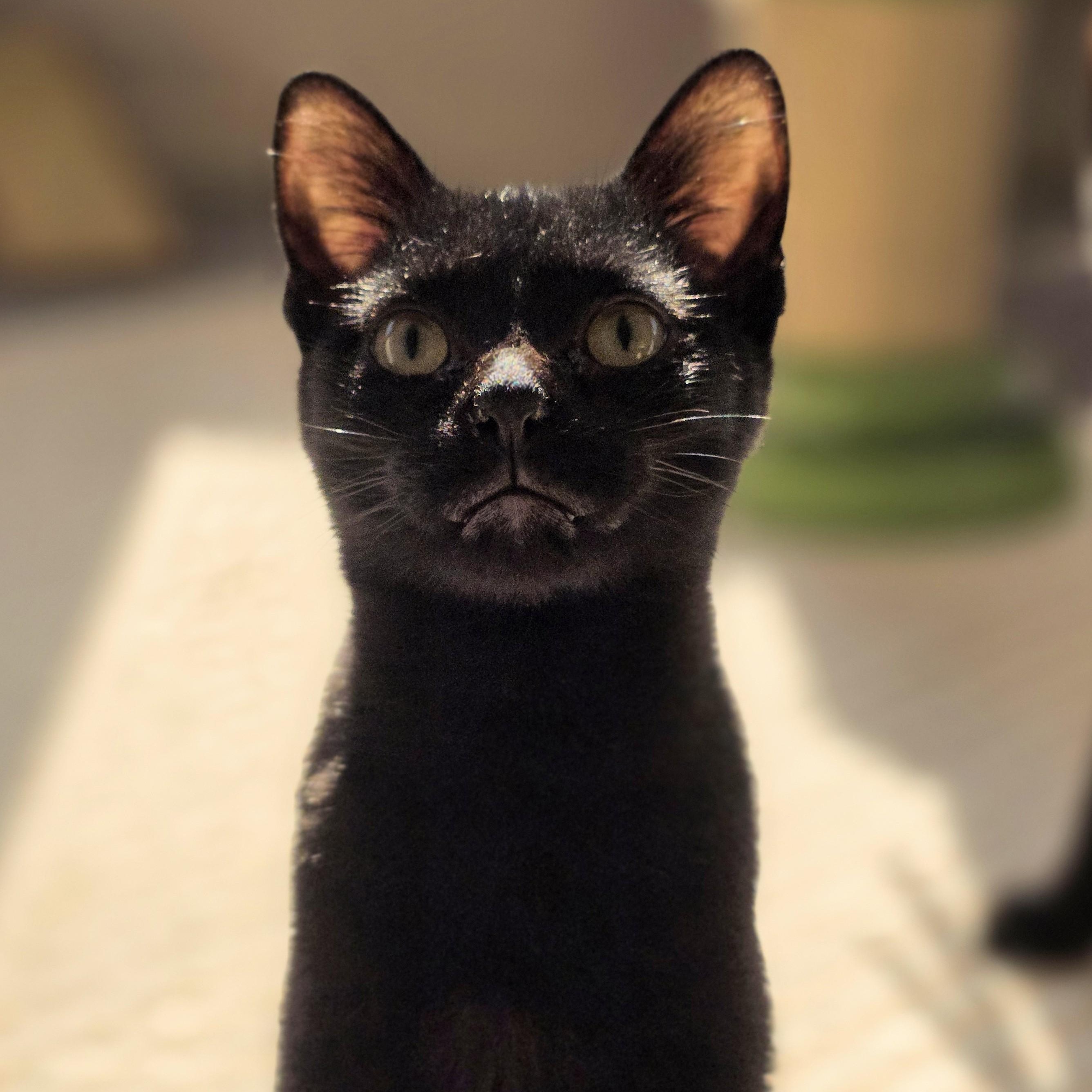 Enlarge McIntosh, a Adoptable Domestic Short Hair in Macomb Twp, MI image 1/5