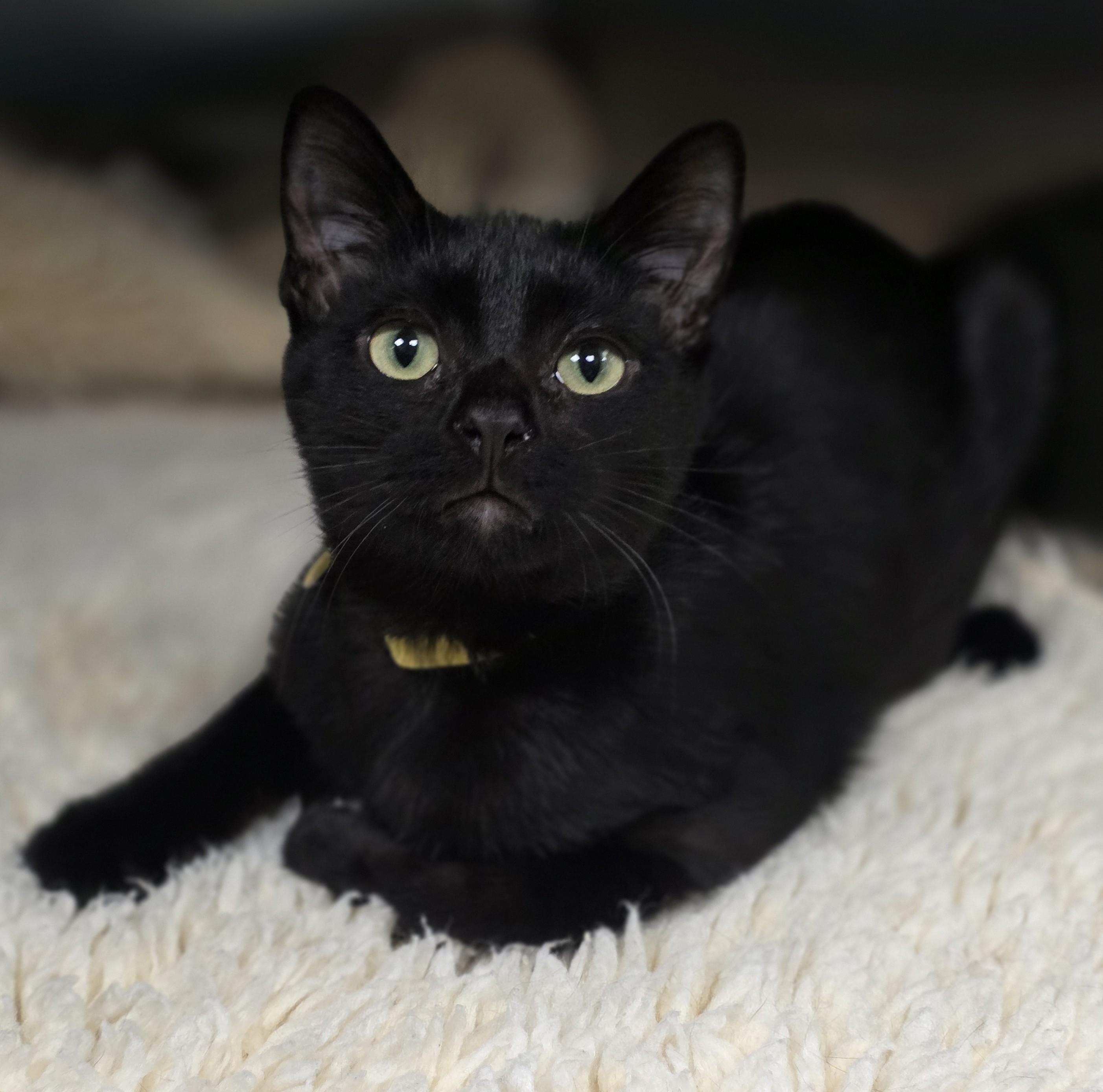 Enlarge McIntosh, a Adoptable Domestic Short Hair in Macomb Twp, MI image 4/5