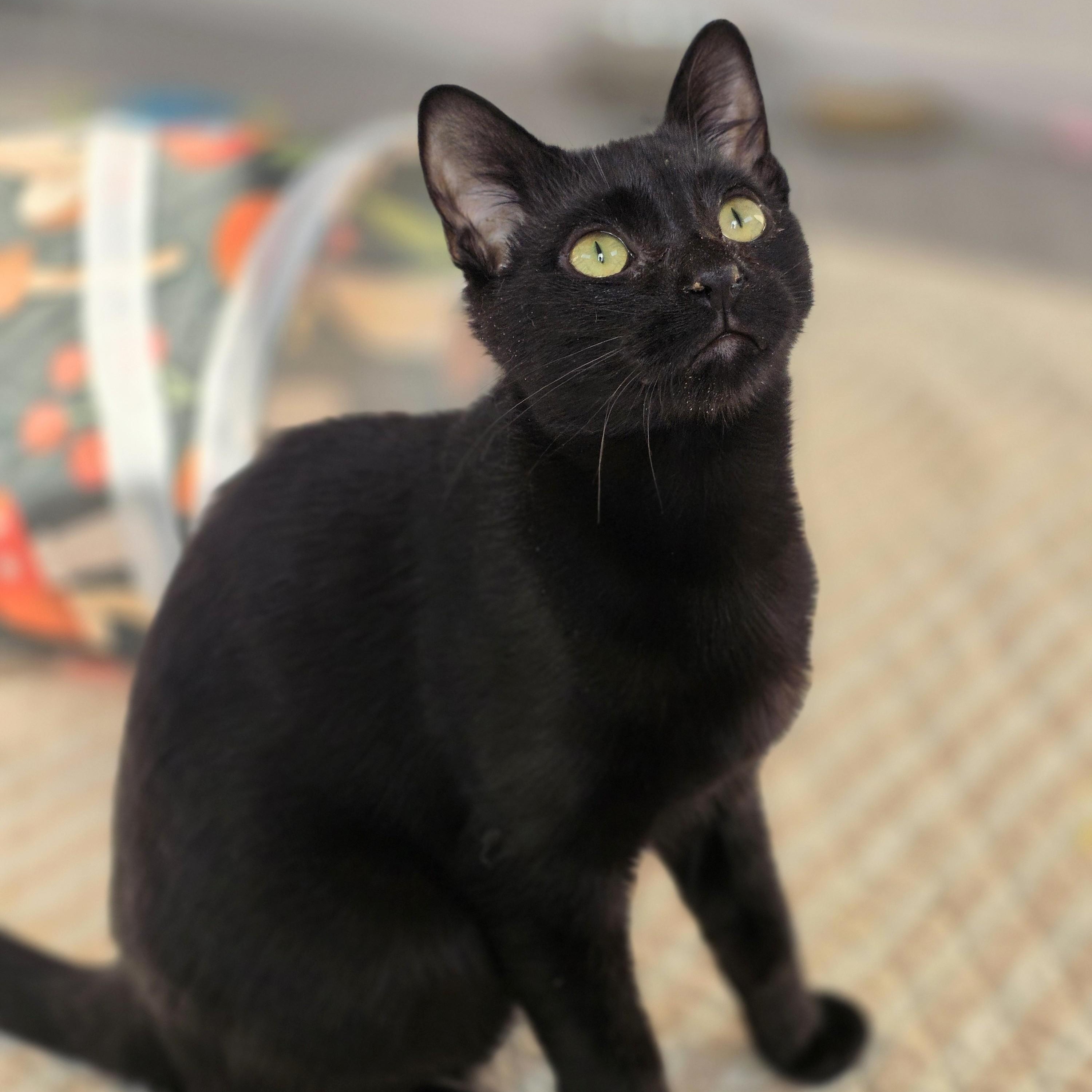 Enlarge McIntosh, a Adoptable Domestic Short Hair in Macomb Twp, MI image 2/5