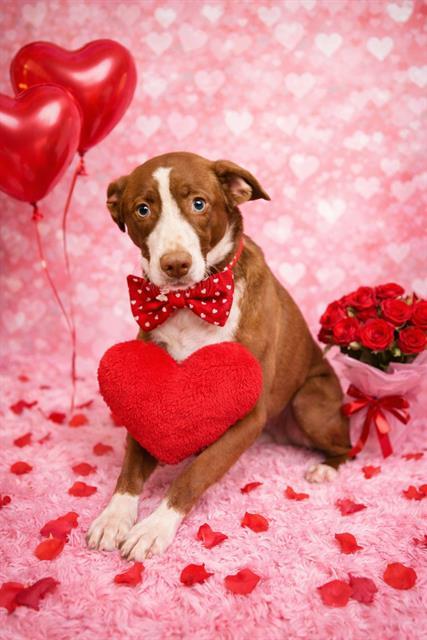 Enlarge PEANUT, a Adoptable Labrador Retriever in Globe, AZ image 1/1