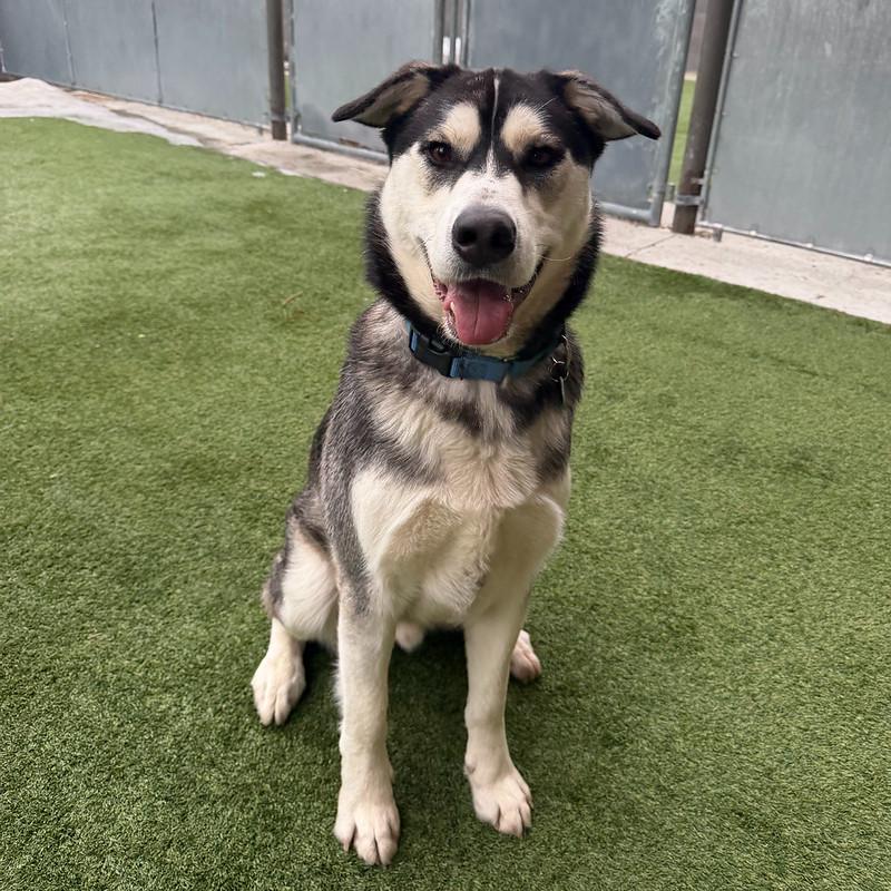 Moon, ADOPTABLE, Young Male Mixed Breed.