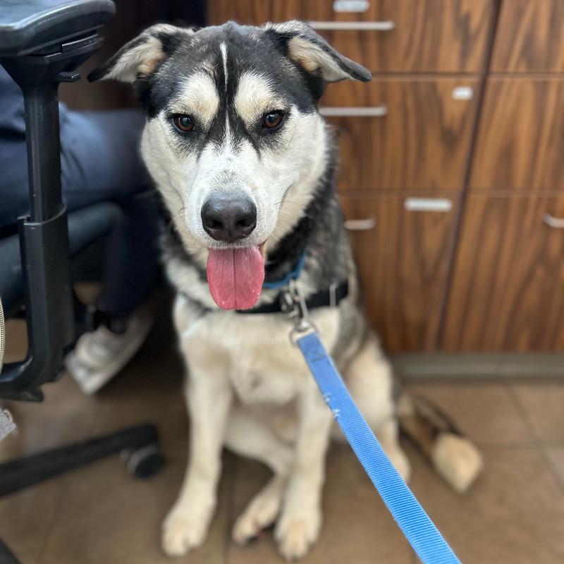 Enlarge Moon, an adopted Mixed Breed in Truckee, CA image 4/6