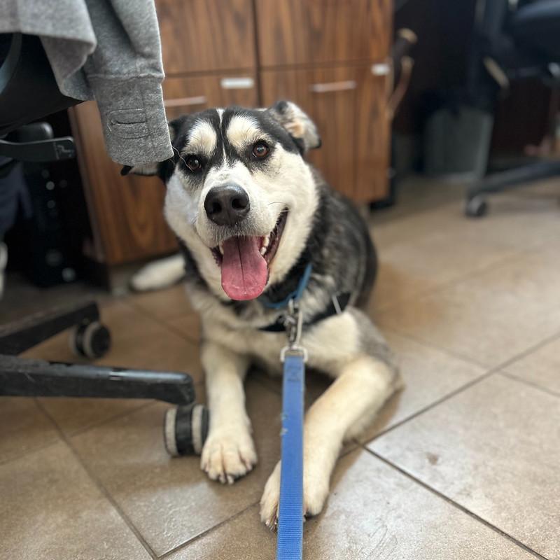 Enlarge Moon, an adopted Mixed Breed in Truckee, CA image 6/6