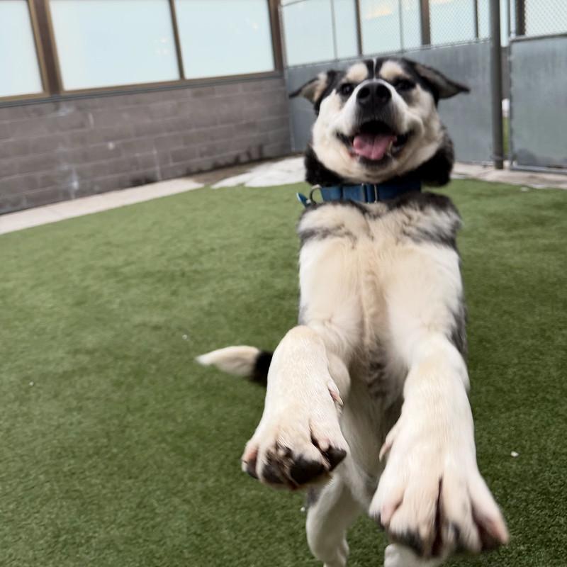 Enlarge Moon, an adopted Mixed Breed in Truckee, CA image 5/6