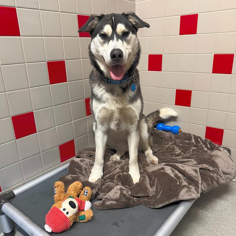 Enlarge Moon, an adopted Mixed Breed in Truckee, CA image 3/6