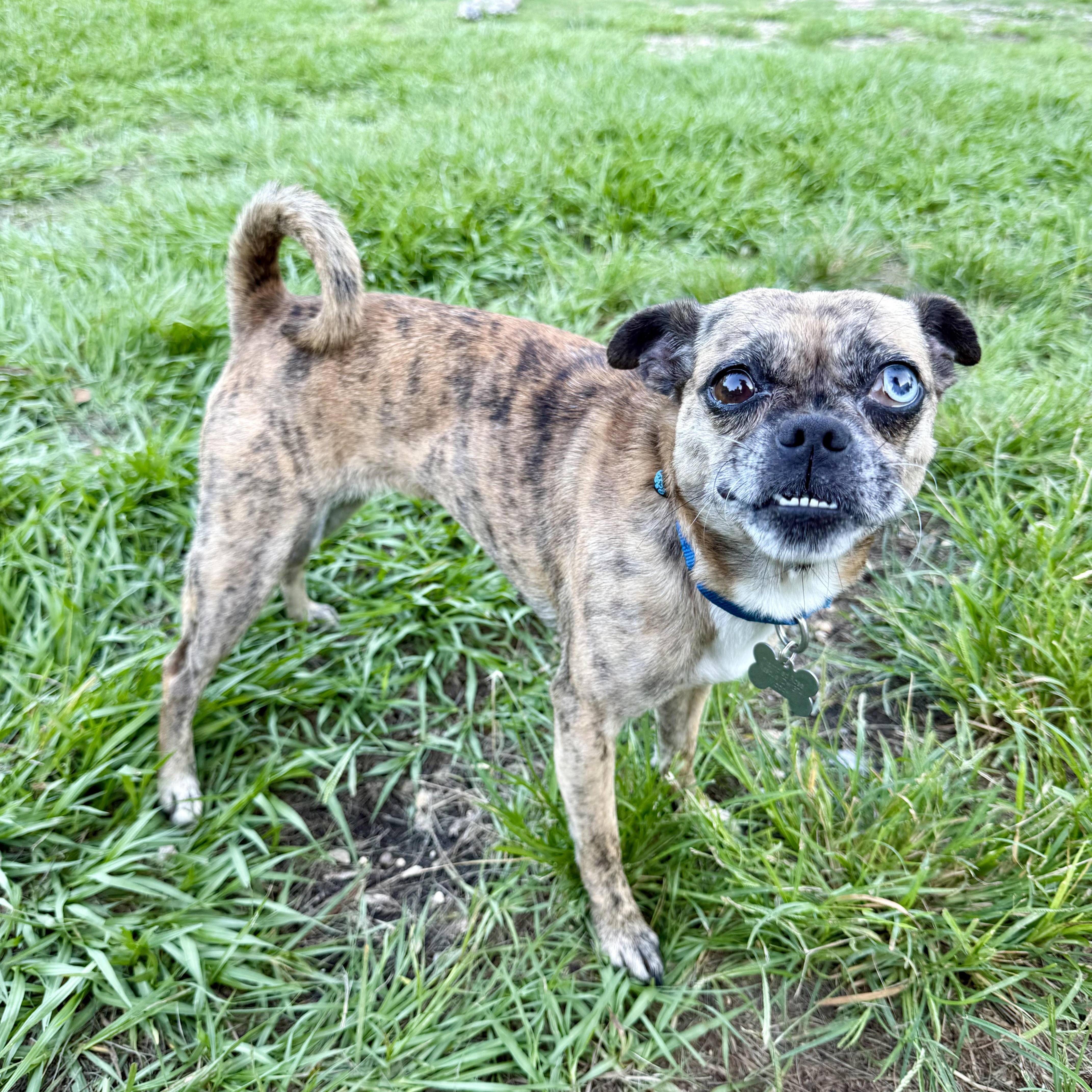 Enlarge Moody, a ADOPTABLE mixed breed in New Orleans, LA image 3/4