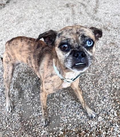 Moody, ADOPTABLE, Adult Female Pug.