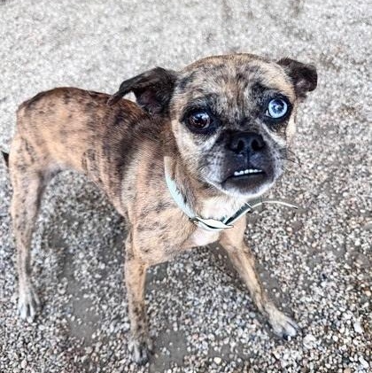Enlarge Moody, a ADOPTABLE mixed breed in New Orleans, LA image 4/4