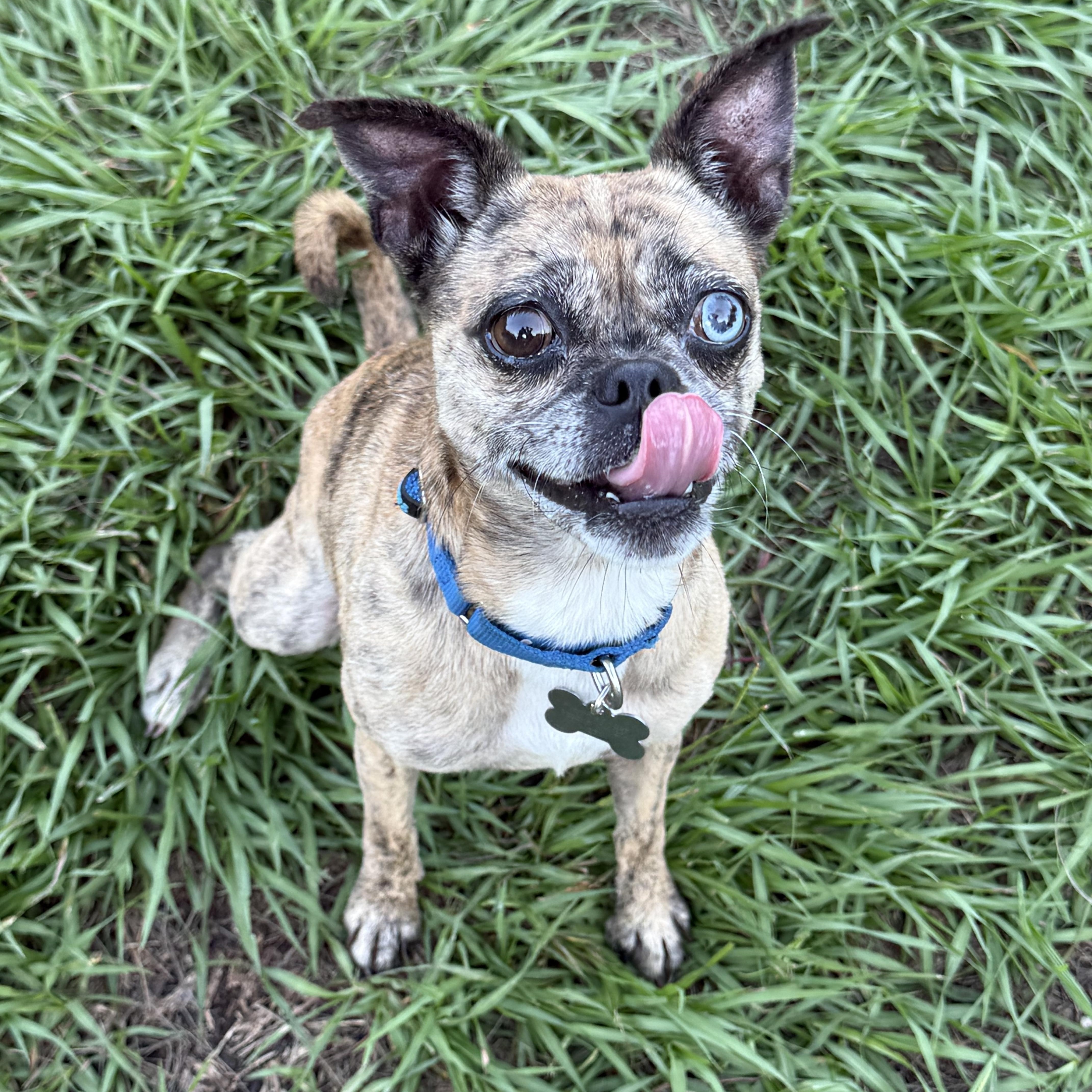 Moody, ADOPTABLE, Adult Female Pug.