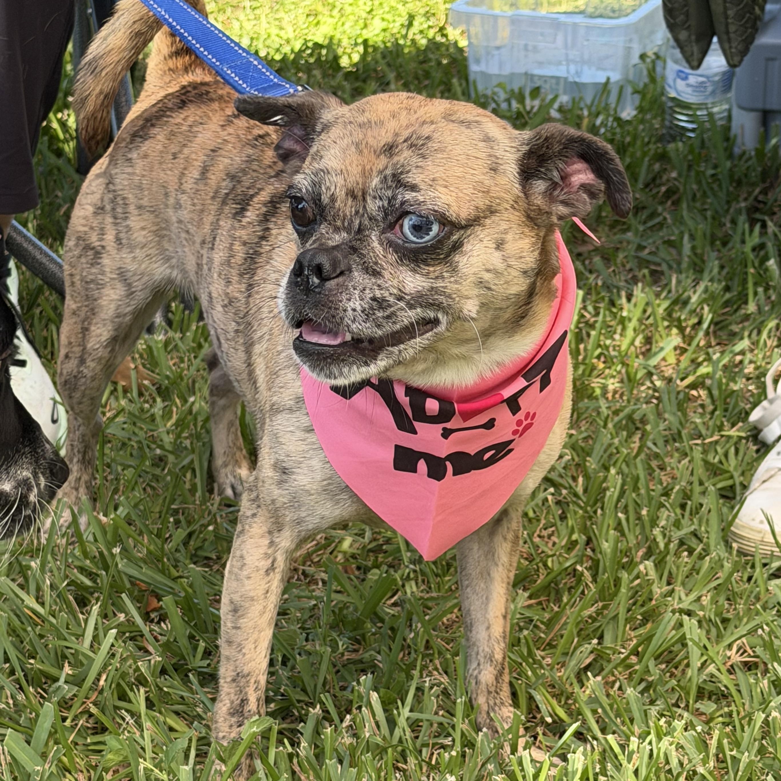 Enlarge Moody, a Adoptable mixed breed in New Orleans, LA image 3/5